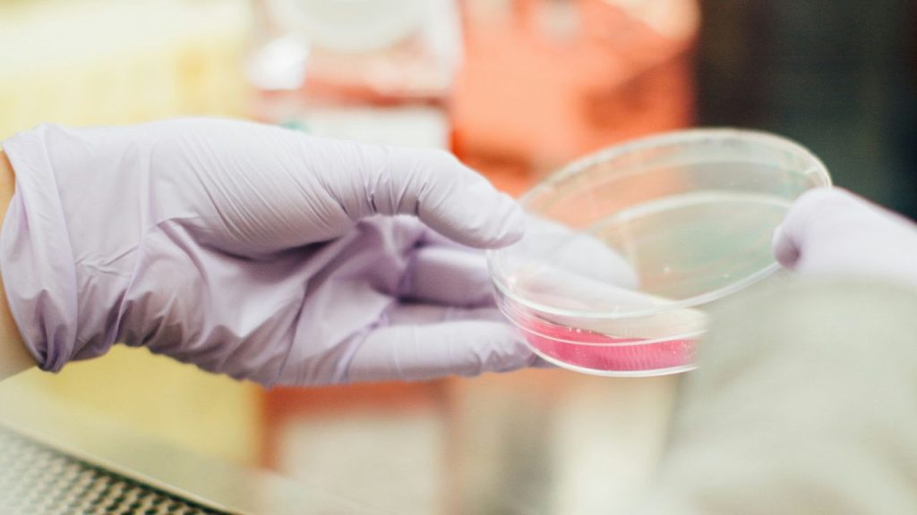 Gloved hands in a laboratory setting holding a petri dish containing a liquid.