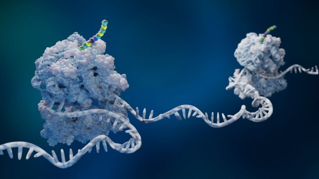 Constructive Bio company page background image showing a graphic mockup of a ribosome, cellular structures, found in all cells, that are responsible for protein synthesis, translating genetic information from mRNA into proteins.