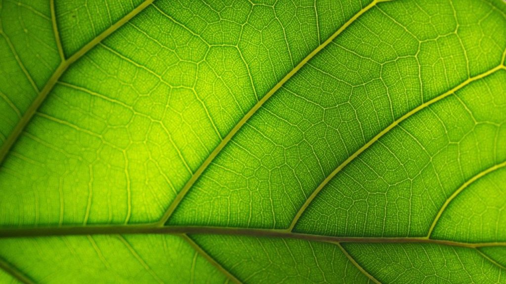a macro image of plant leaf used to represent the plant-derived plastic replacement coatings and materials created by Xampla.